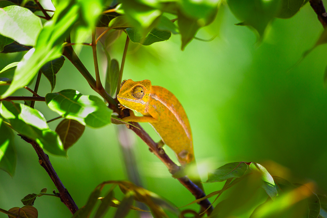 A photo of some leaves and a stick