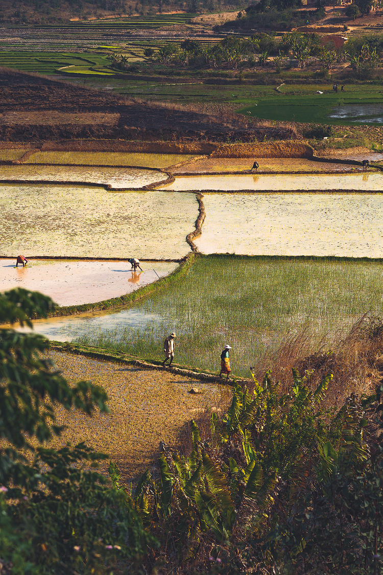 Malagasy tending their rice paddies in the afternoon heat