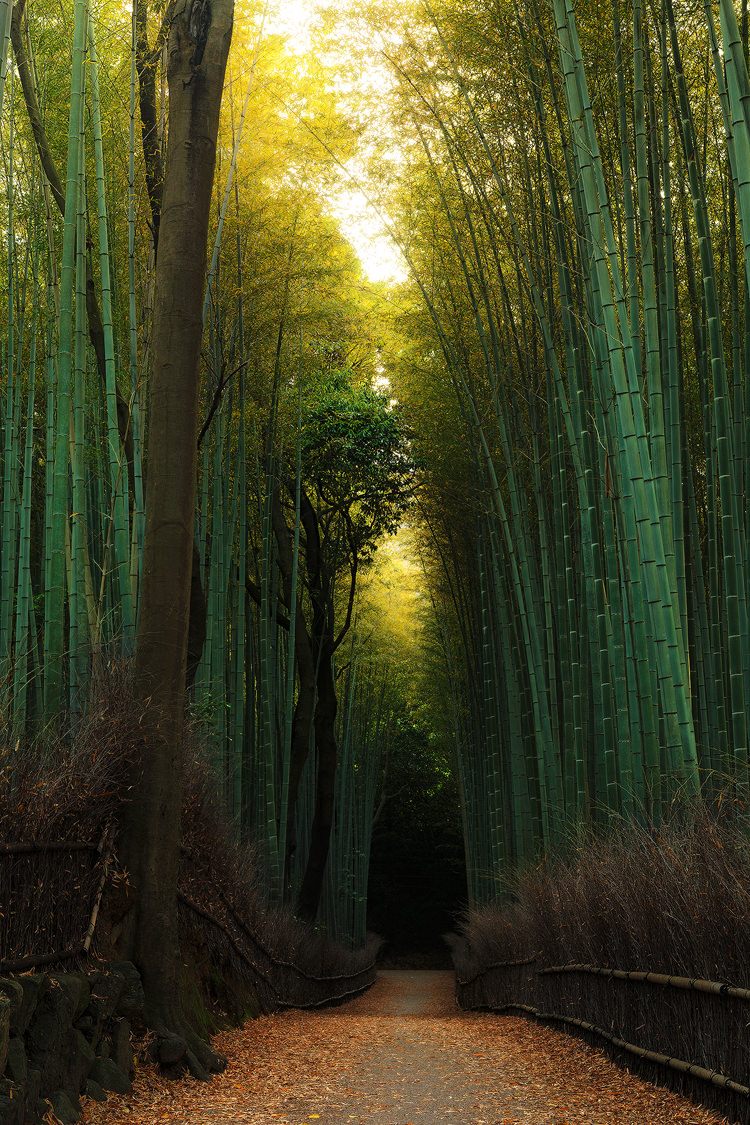 The towering sentinels of Bamboo in Arashiyama, Kyoto