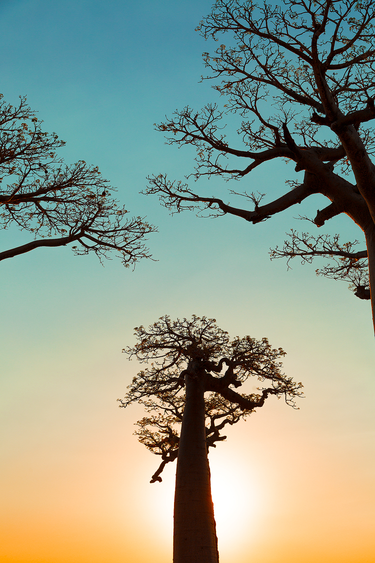 Gazing up at the upside down trees known as Baobabs