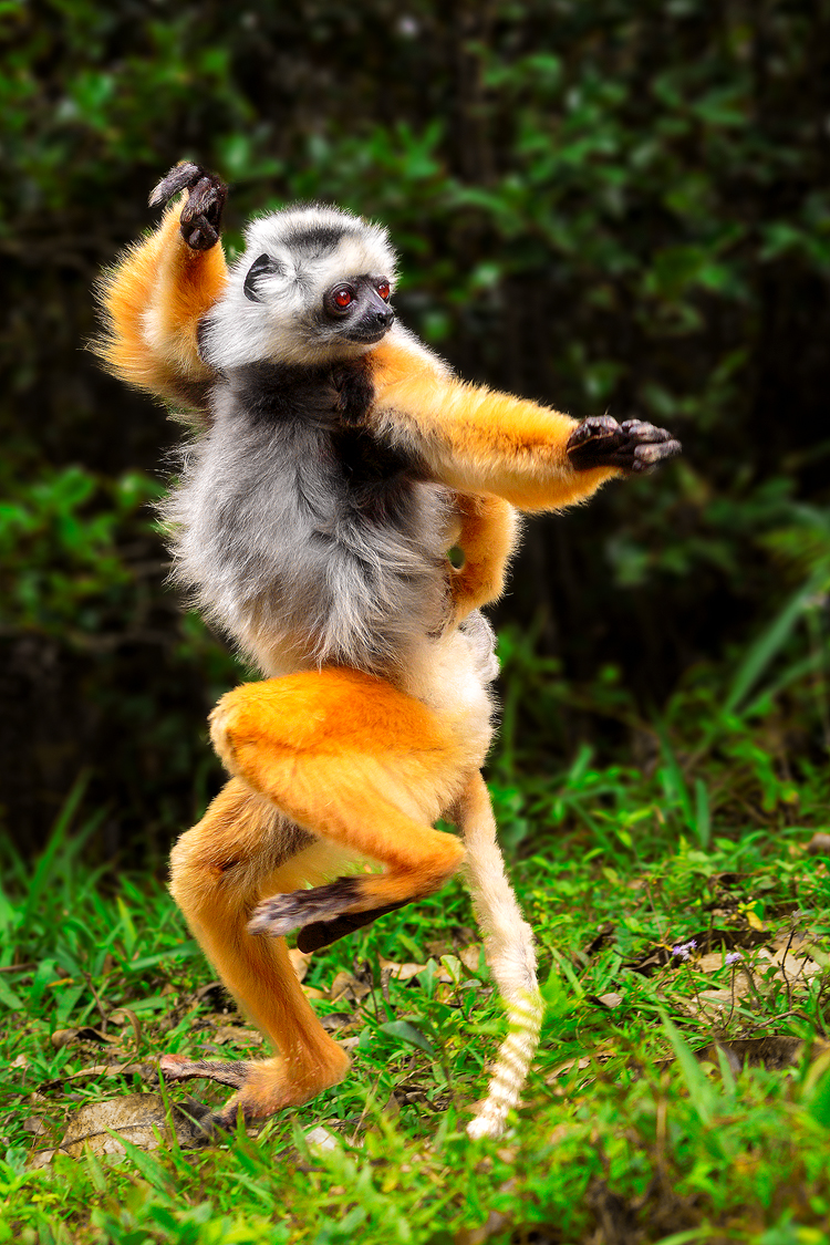 A lemur mimics the pose of the Drunken Boxing technique