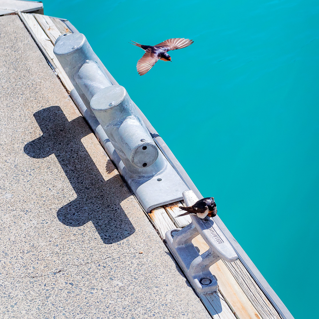 Two birds in the marina at Hamilton Island in the Whitsundays