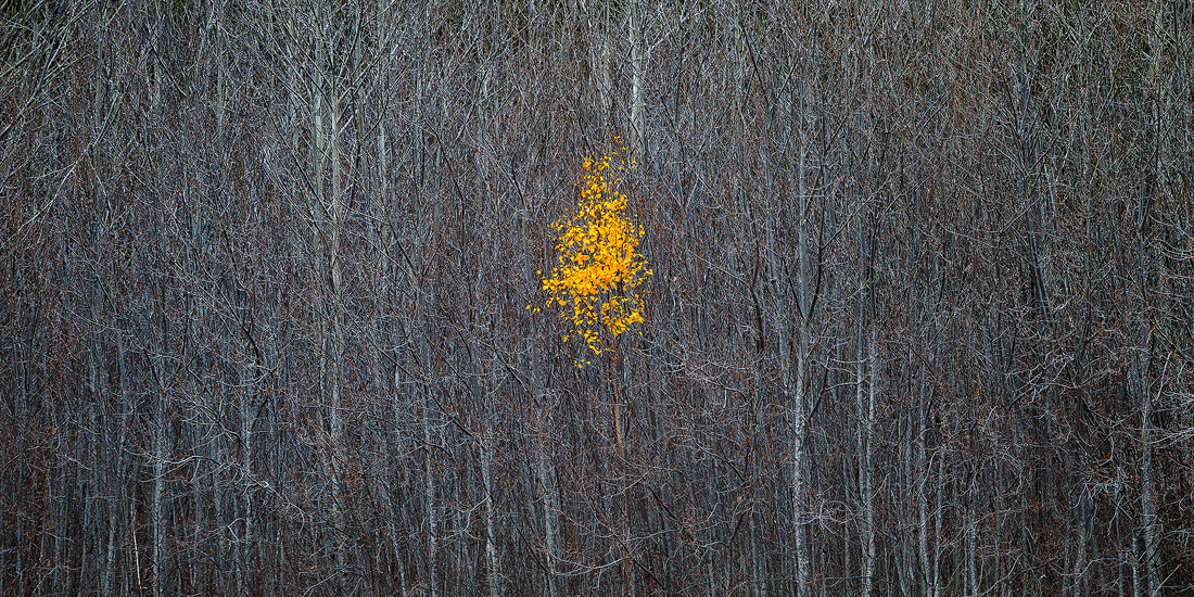 Holding on to the last leaves of Autumn in defiance of winter