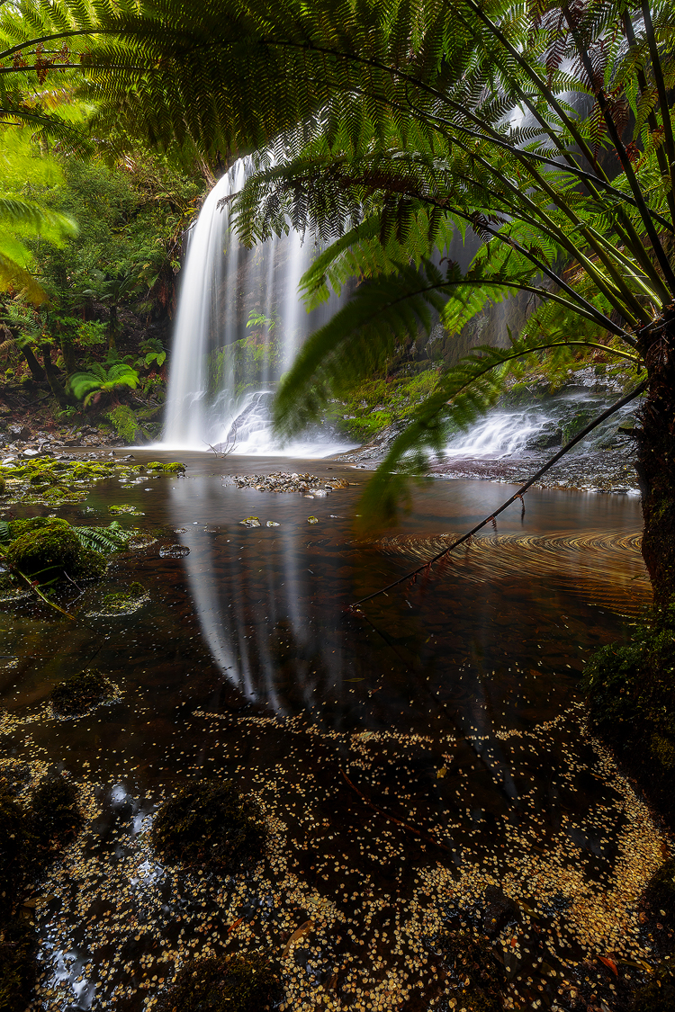 A shy view of Russell Falls in Tasmania