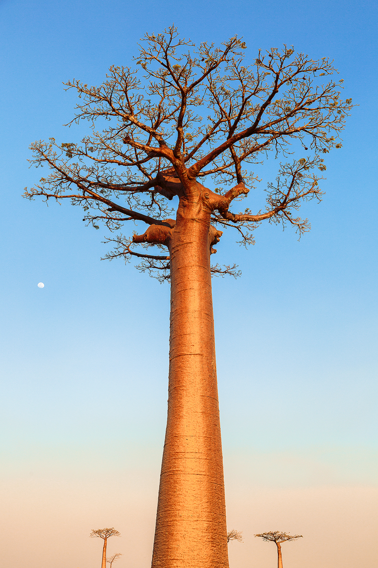 The iconic and endemic Madagascan tree, the Baobab.