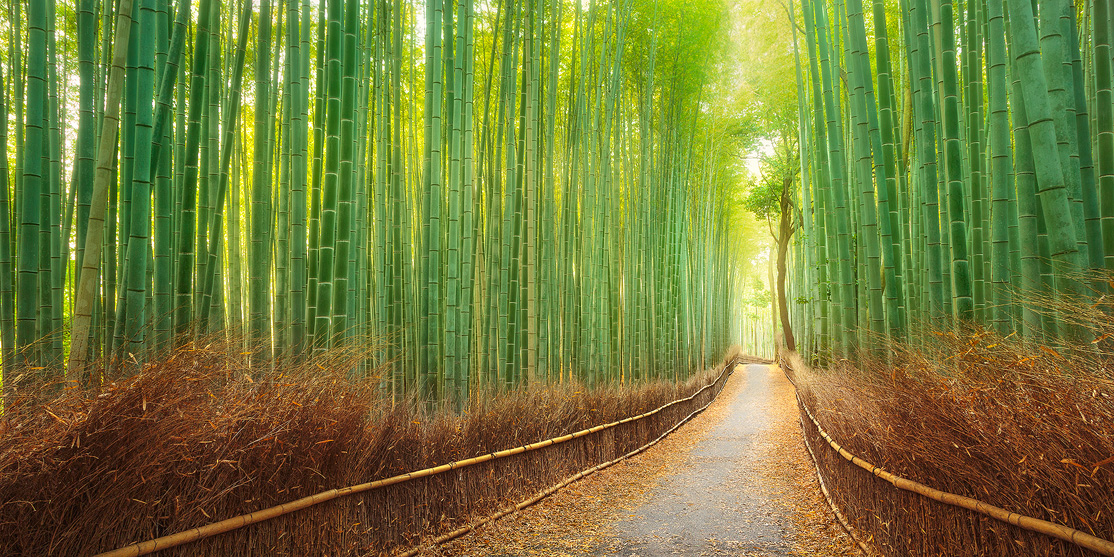 A path through the lush bamboo forest in Kyoto
